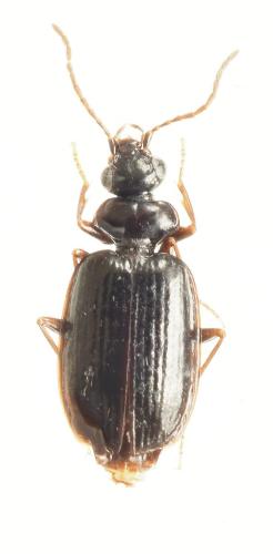 Pentagonica sp.